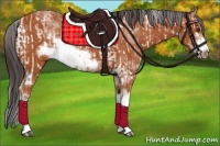 Horse Color:Bay Sabino Rabicano  and Bay Sabino Frame Rabicano 