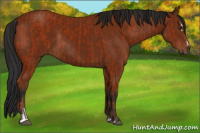 Horse Color:Bay Sabino Rabicano  and Gray Bay Sabino Rabicano 