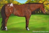 Horse Color:Liver Chestnut Sabino Rabicano  and Bay Sabino Appaloosa Rabicano 