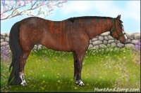 Horse Color:Bay Sabino Rabicano and Bay Sabino Rabicano