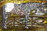 Horse Color:Brown Appaloosa 