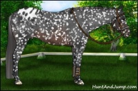 Horse Color:Brown Appaloosa 