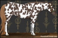 Horse Color:Liver Red Roan Appaloosa