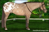 Horse Color:Sable Champagne Roan Appaloosa 