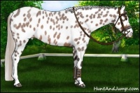 Horse Color:Silver Brown Roan Appaloosa