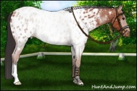 Horse Color:Brown Roan Appaloosa 