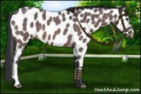 Horse Color:Brown Roan Near Leopard 