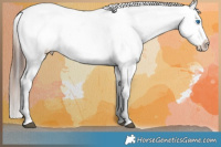 Horse Color:White Spotted Chocolate Brown Pearl Dun Sabino Splash Appaloosa Rabicano and Chocolate Bay Sabino Appaloosa Rabicano