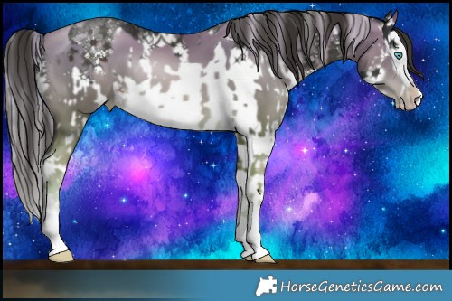 Horse Color:White Spotted Chocolate Palomino Pearl Splash Rabicano  and Liver Chestnut Sabino Splash Rabicano 