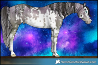 Horse Color:White Spotted Chocolate Palomino Pearl Splash Rabicano and Liver Chestnut Sabino Splash Rabicano