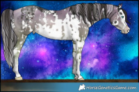 Horse Color:White Spotted Chocolate Palomino Pearl Splash Rabicano  and Liver Chestnut Sabino Splash Rabicano 