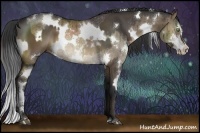 Horse Color:White Spotted Brown Sabino Rabicano  and White Spotted Buckskin Dun Sabino Rabicano 
