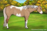 Horse Color:Silver Bay Dun Sabino Tobiano Frame Rabicano 