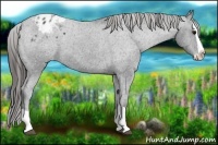 Horse Color:Black Splash Appaloosa 