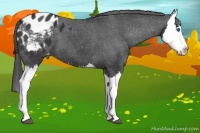 Horse Color:Black Splash Appaloosa 