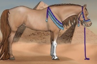 Horse Color:Bay Pearl Rabicano
