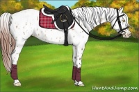 Horse Color:Amber Champagne Leopard  and Amber Champagne Splash Leopard 