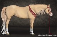 Horse Color:Gold Champagne Splash