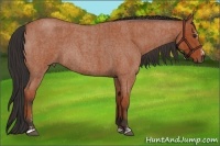 Horse Color:Bay Roan Sabino Rabicano  and Bay Roan Sabino Rabicano 