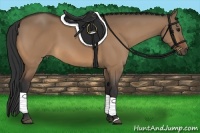 Horse Color:Bay Dun