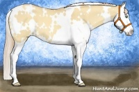 Horse Color:White Spotted Gold Champagne Dun Splash 