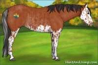 Horse Color:Bay Sabino Rabicano and Bay Sabino Splash Rabicano
