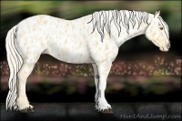 Horse Color:Palomino Appaloosa  and Palomino Pearl Appaloosa 