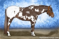 Horse Color:White Spotted Liver Chestnut Appaloosa