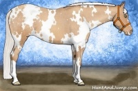 Horse Color:White Spotted Silver Amber Champagne Appaloosa