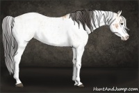 Horse Color:Bay Dun Sabino Rabicano  and Bay Dun Sabino Rabicano 