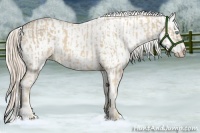 Horse Color:Cremello Sabino Rabicano  and Perlino Sabino Appaloosa Rabicano 