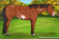 Horse Color:Bay Sabino Frame Rabicano  and Bay Sabino Frame Rabicano 