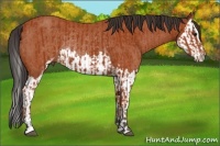 Horse Color:Bay Sabino Rabicano and Bay Sabino Splash Rabicano