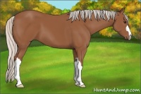 Horse Color:Silver Bay 