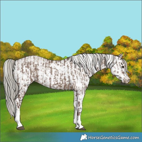 Horse Color:White Spotted Liver Red Dun Mushroom Rabicano  and White Spotted Liver Red Dun Mushroom Sabino Rabicano 