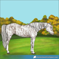 Horse Color:White Spotted Liver Red Dun Mushroom Rabicano  and White Spotted Liver Red Dun Mushroom Sabino Rabicano 