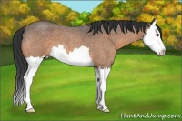 Horse Color:Buckskin Roan Splash 