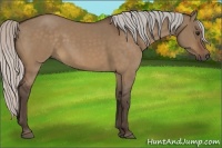 Horse Color:Silver Brown Dun 