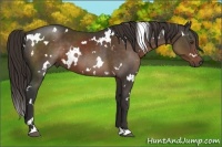 Horse Color:White Spotted Liver Chestnut 