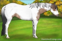 Horse Color:Buckskin Roan Tobiano Frame Rabicano 