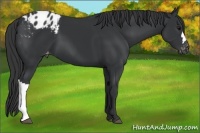 Horse Color:Black Appaloosa