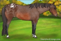 Horse Color:Bay Appaloosa