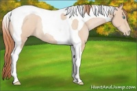 Horse Color:Buckskin Pearl Tobiano Rabicano