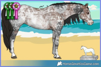 Horse Color:Brown Ice Sabino Rabicano  and Gray Bay Ice Sabino Rabicano 