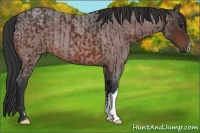 Horse Color:Brown and Brown Roan