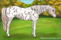 Horse Color:White Spotted Chestnut Appaloosa Rabicano 