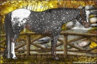 Horse Color:Liver Chestnut Appaloosa 