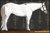 Horse Color:Red Roan Appaloosa 