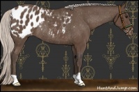 Horse Color:Silver Black Appaloosa Rabicano