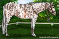 Horse Color:Bay  and Palomino Dun Appaloosa